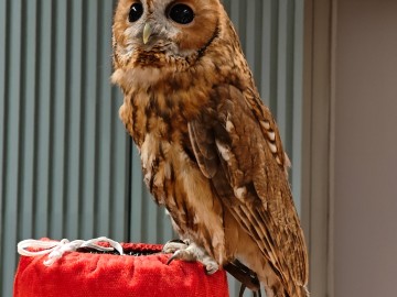 Noc sów 2026 Zapolice, 